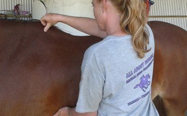 All About Horses & Waitoru Farm